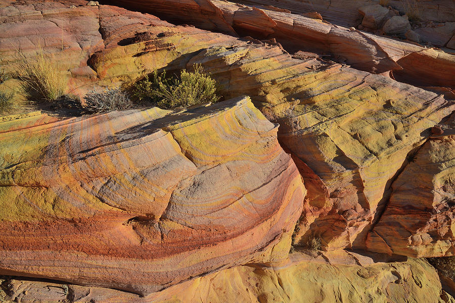 Curvy Colors in Wash 3 of Valley of Fire Photograph by Ray Mathis