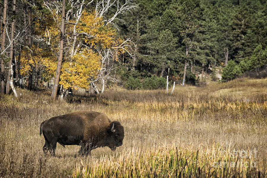 Custer National Park Bison Photograph by Priscilla Burgers