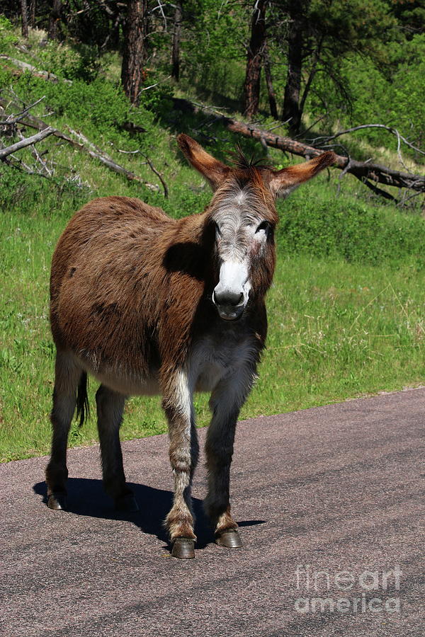 Custer Park Donkey Photograph by Christiane Schulze Art And Photography