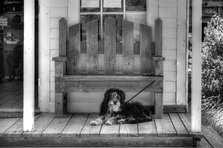 Custer Porch Puppy Photograph by Richard J Cassato