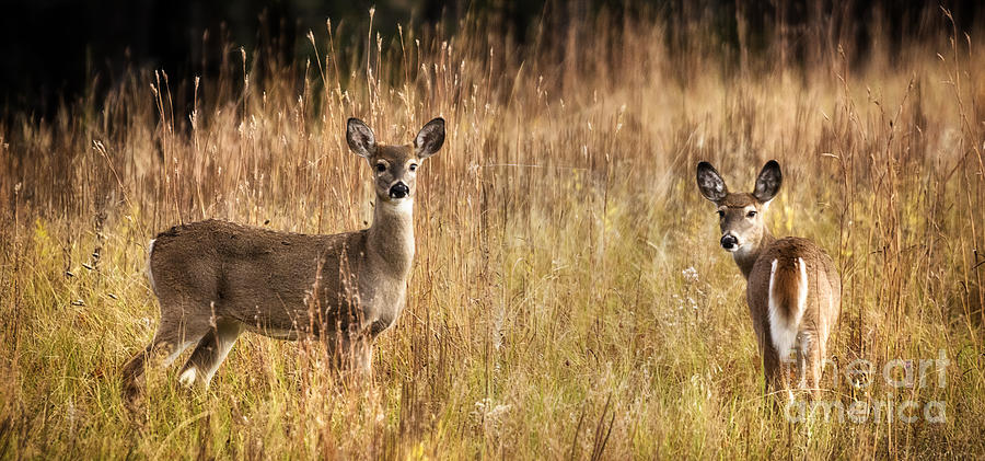 Custer State Park White-tailed Deer Photograph
