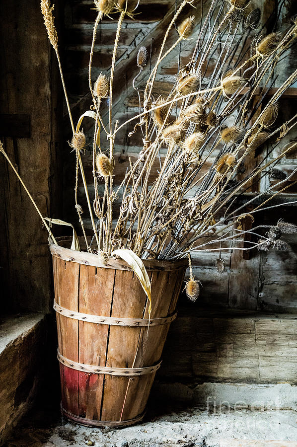 Dried Out Flowers Photograph by M G Whittingham