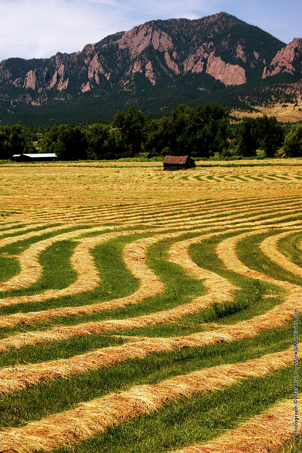 Cut Hay in Field Photograph by Mark Ivins