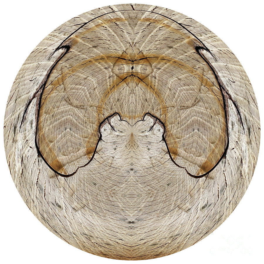 Cut tree trunk - bizarre texture of wood Photograph by Michal Boubin