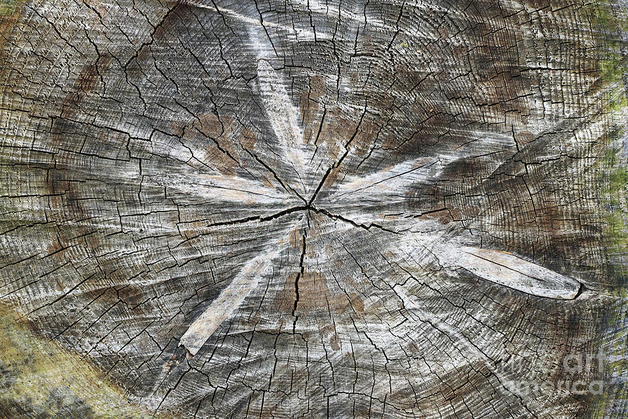 Cut tree trunk - texture of wood - annual rings Photograph by Michal Boubin