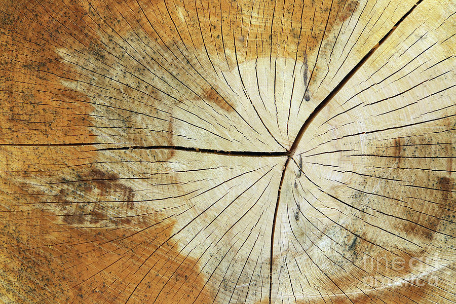 Cut tree trunk - texture of wood - annular rings Photograph by Michal Boubin
