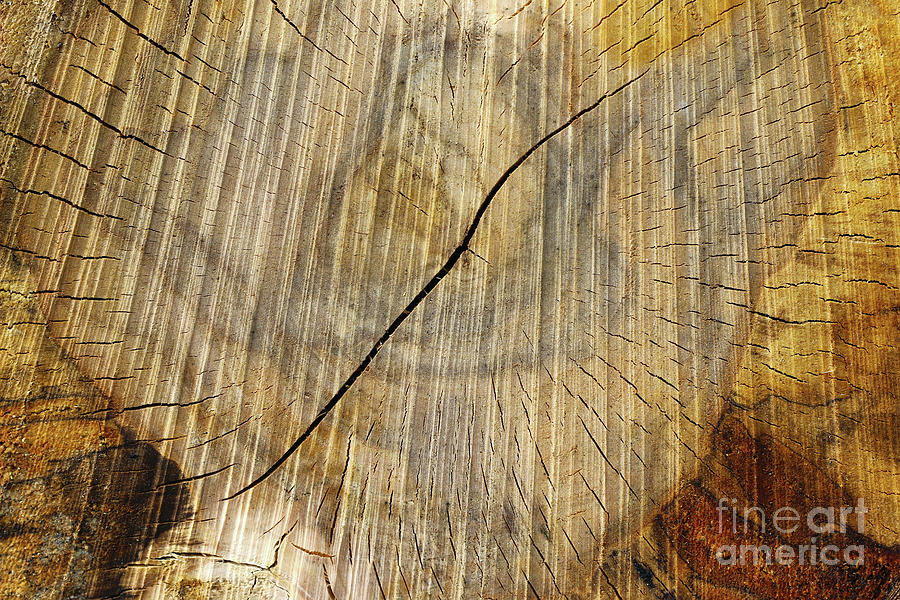 Cut tree trunk - texture of wood Photograph by Michal Boubin