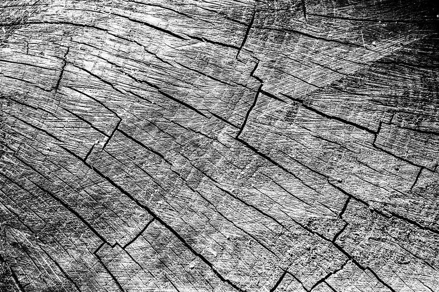 Cut Wood Trunk and Grain pattern Photograph by John Williams