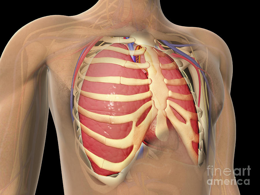 Healthcare Digital Art - Cutaway View Of Human Lungs And Rib by Stocktrek Images