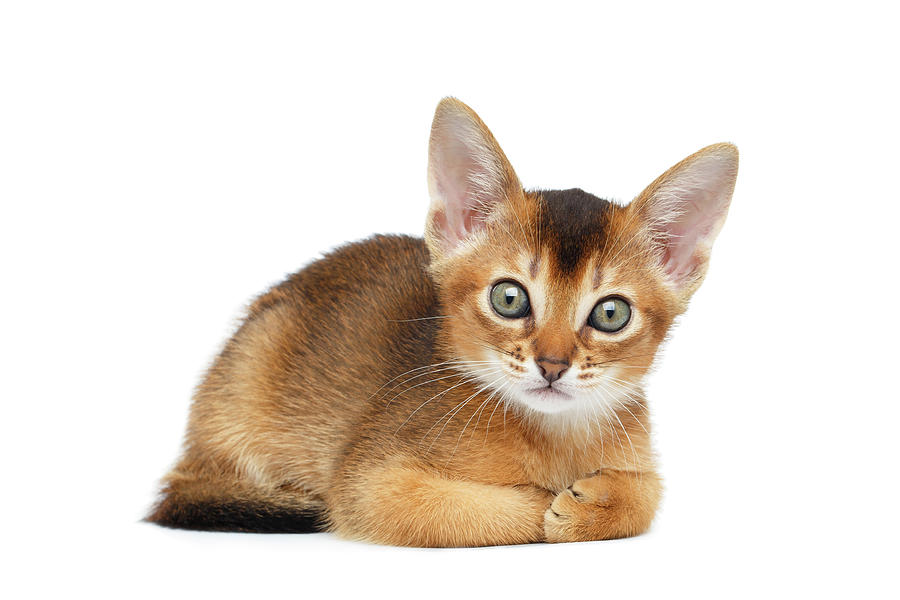 Cat Photograph - Cute Abyssinian Kitty Funny Lying on Isolated White Background by Sergey Taran