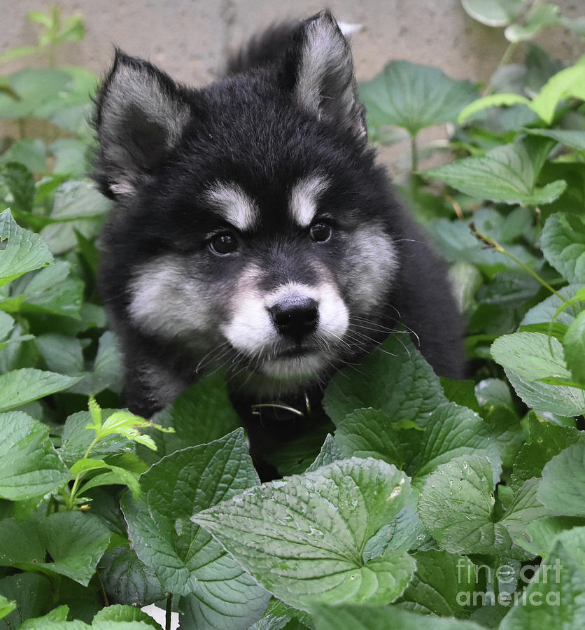 Cute Alusky Puppy In a Bunch of Plant Foliage Photograph by DejaVu Designs