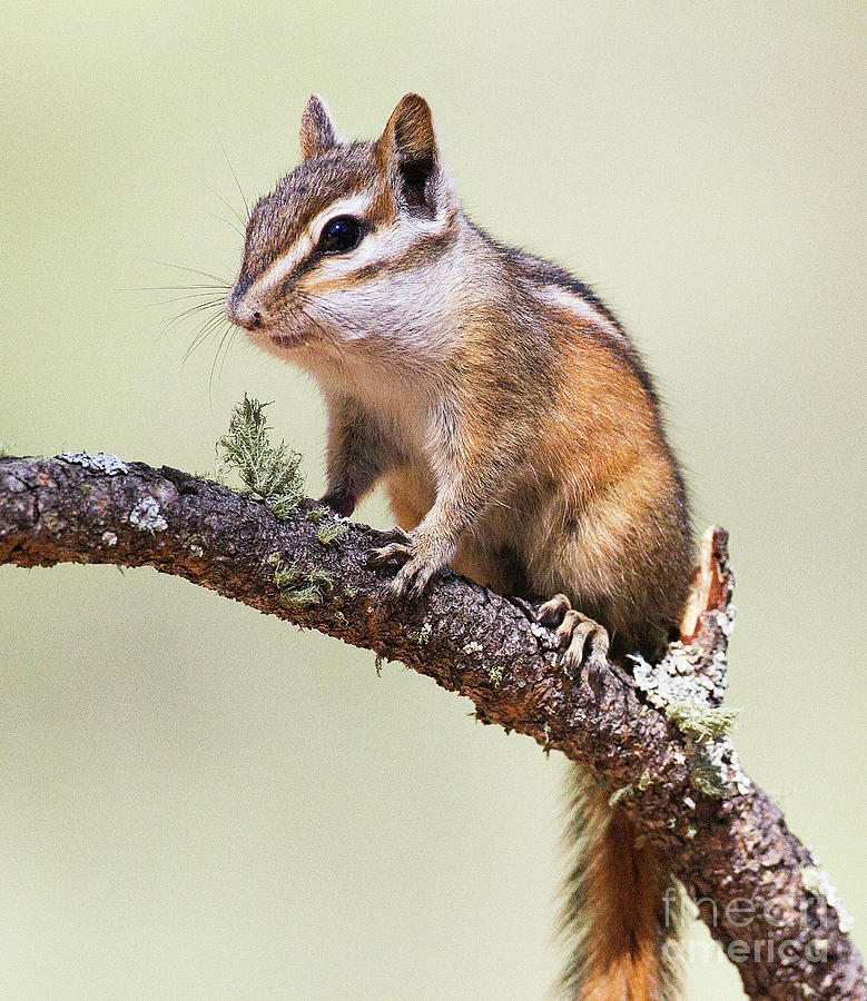 Cute and cubby chipmunk  Photograph by Ruth Jolly