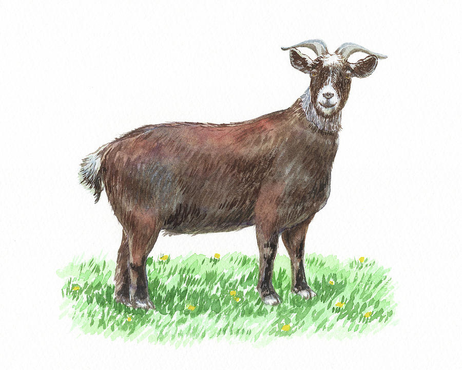 Cute And Curious Goat Watercolor Painting by Irina Sztukowski