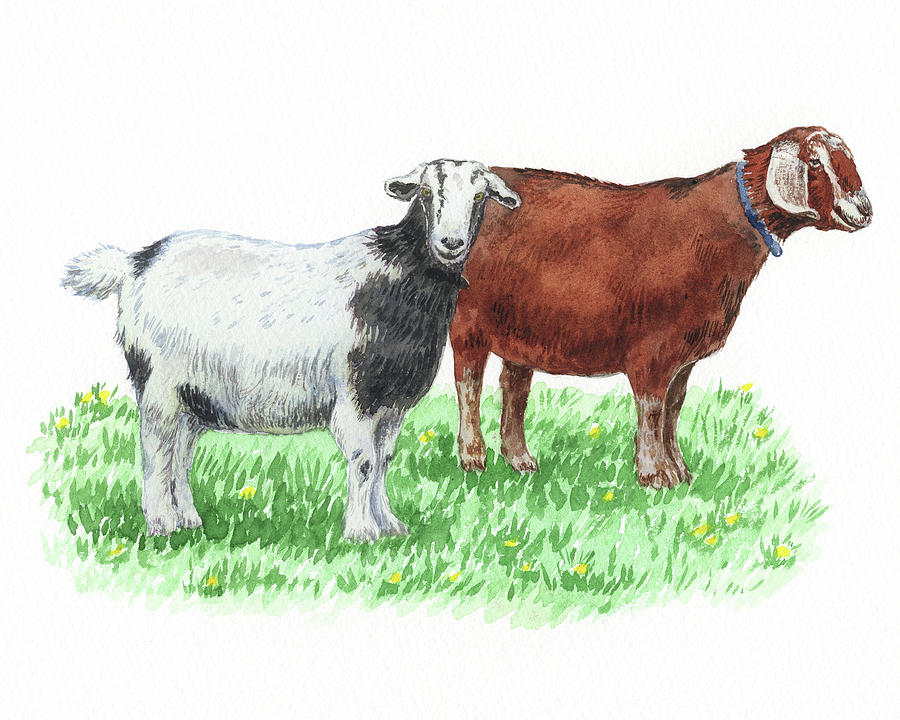 Cute And Curious Goats Watercolor Painting by Irina Sztukowski