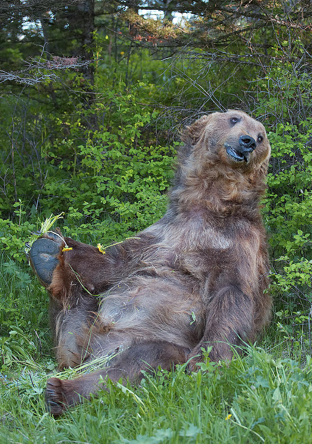 grizzly bear pictures and fun