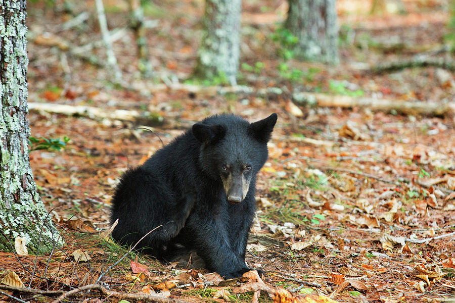 cute baby black bear
