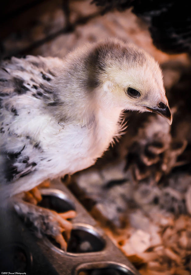 Cute Baby Chick 2 Photograph by Debra Forand