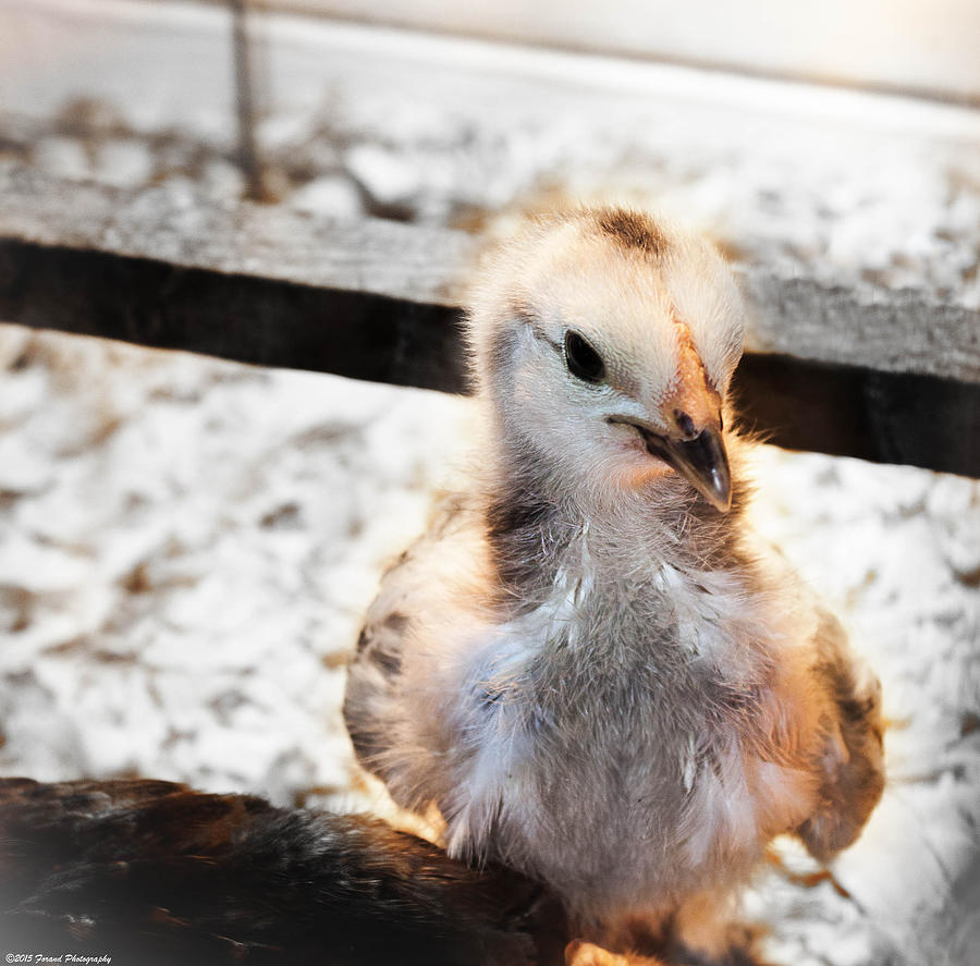 Cute Baby Chick Photograph by Debra Forand
