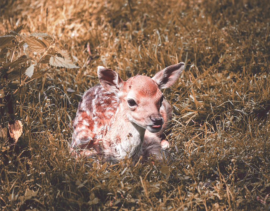 Deer Photograph - Cute Baby Deer by Pati Photography