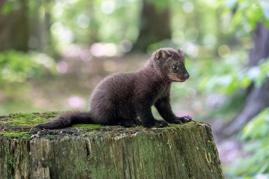 Cute baby fisher on stump Photograph by Dan Friend
