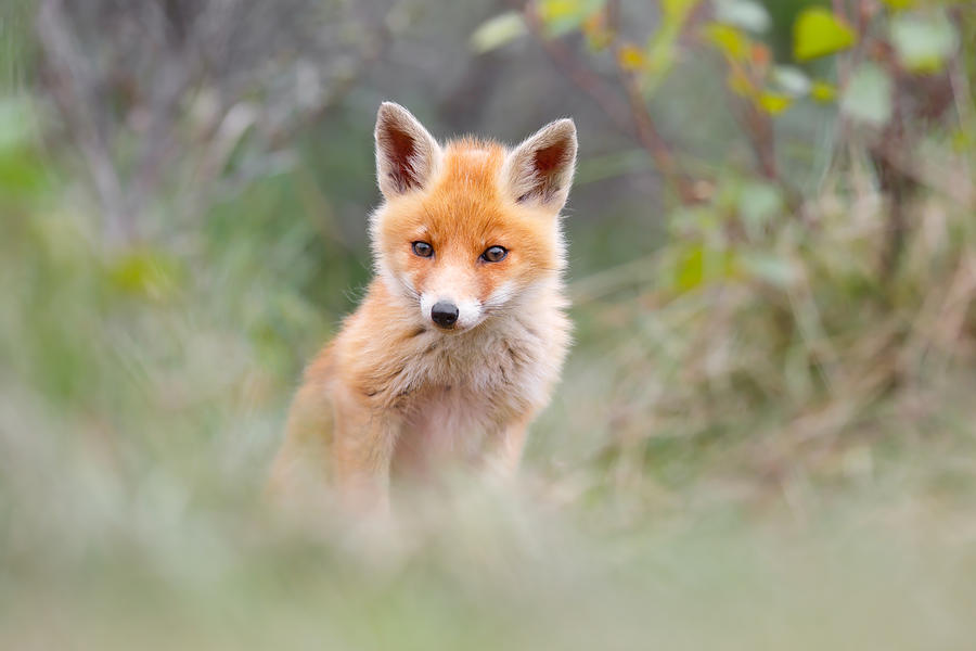 Spring Photograph - Cute Baby Fox by Roeselien Raimond