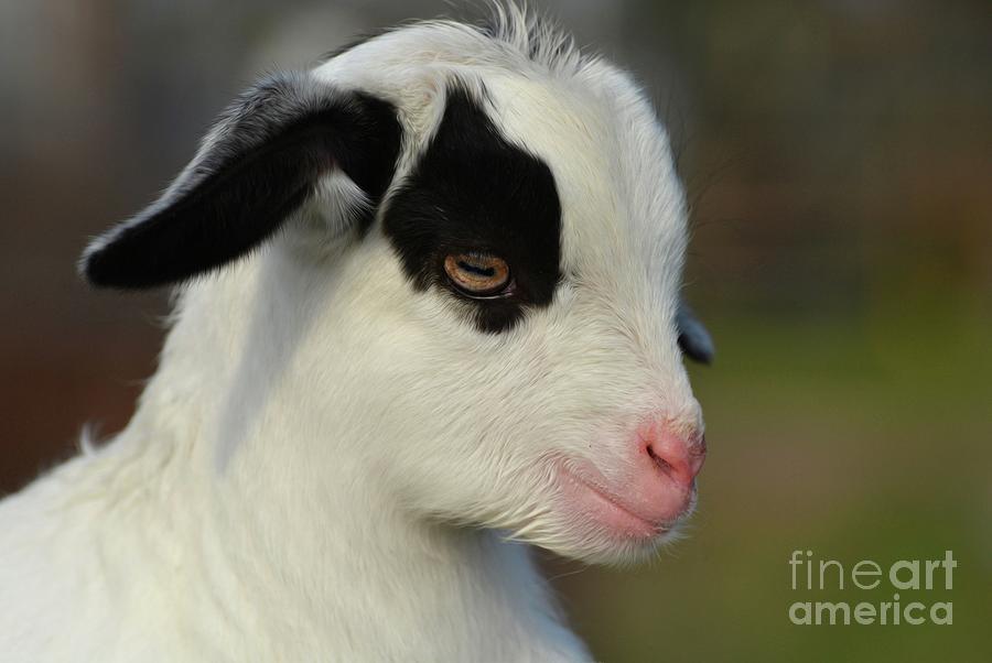 Cute Baby Goat Photograph by Savannah Gibbs