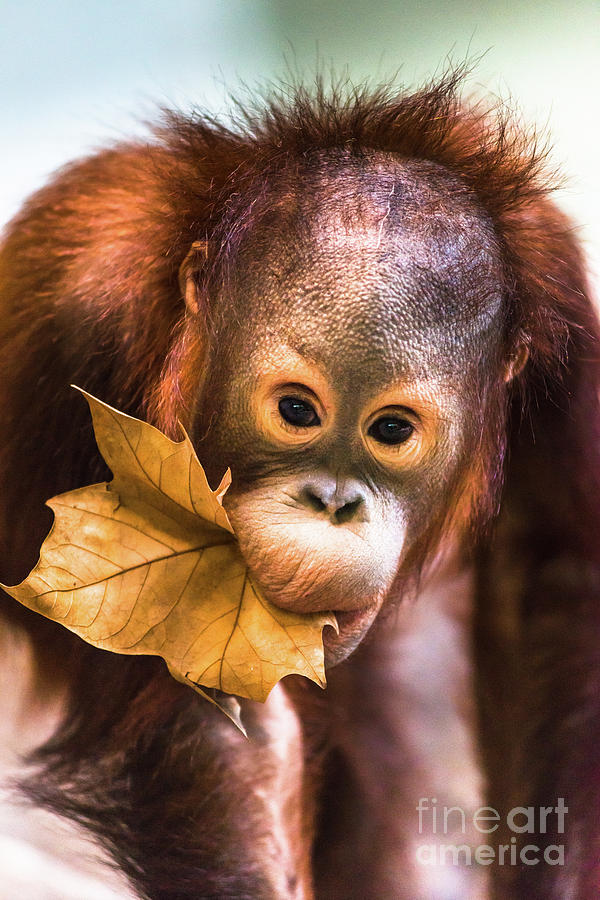 Cute baby orangutan playing. Photograph by Andrew Michael