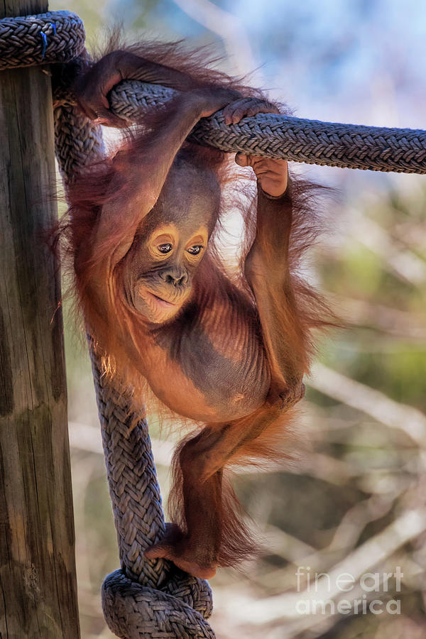Cute Baby Orangutan Photograph By Stephanie Hayes
