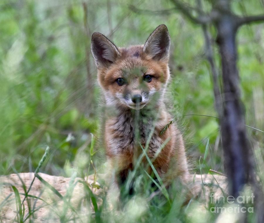 cute baby red foxes