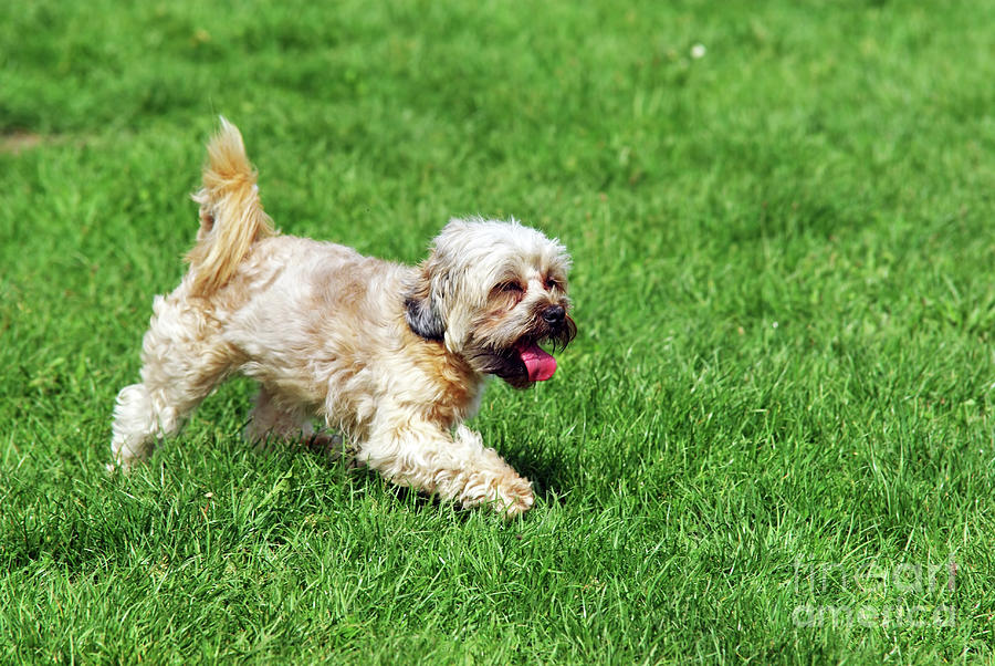 Cute bichon in nature Photograph by Cosmin-Constantin Sava | Fine Art ...