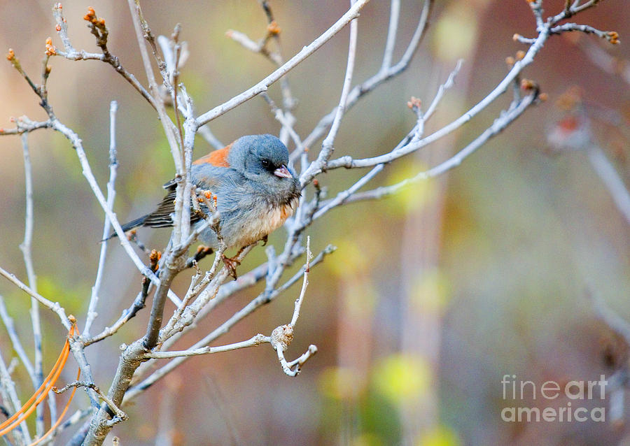 Cute Bird in the Pike National Forest Photograph by Steven Krull