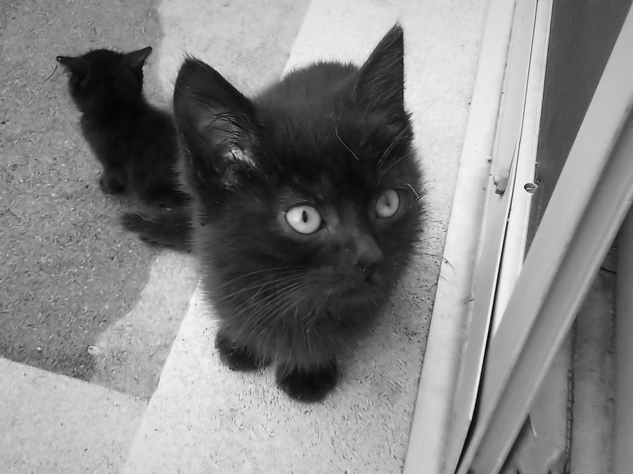 Cute Black Kitties Photograph