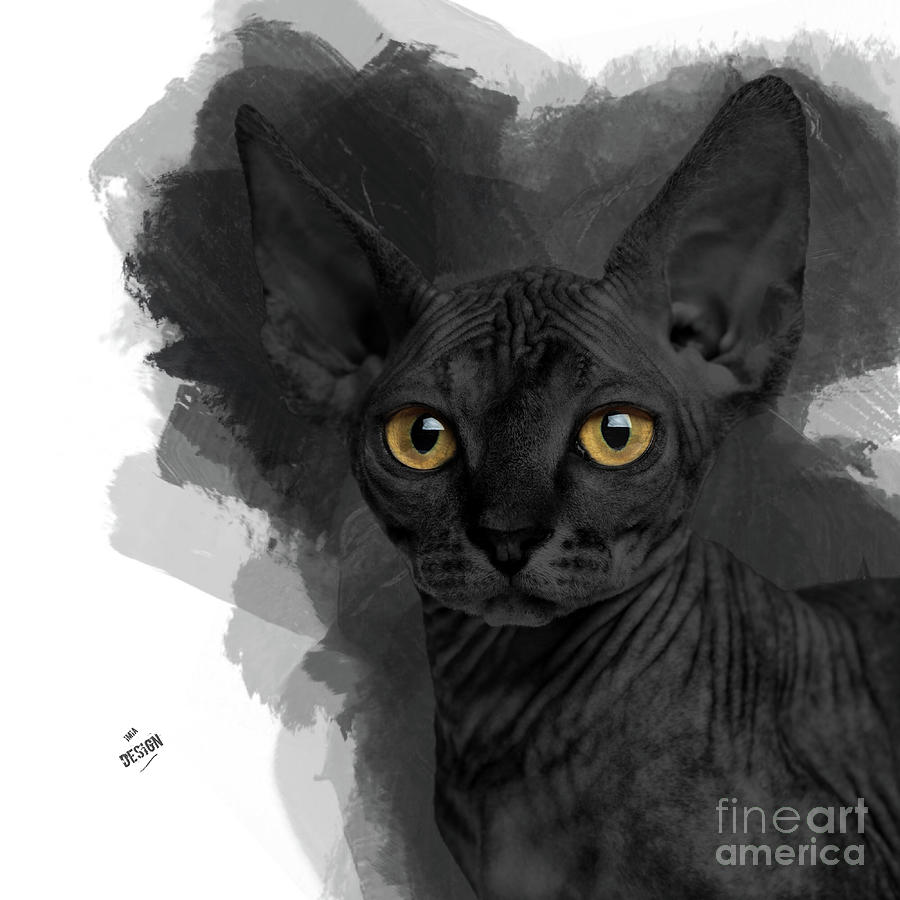 cute black sphynx cat