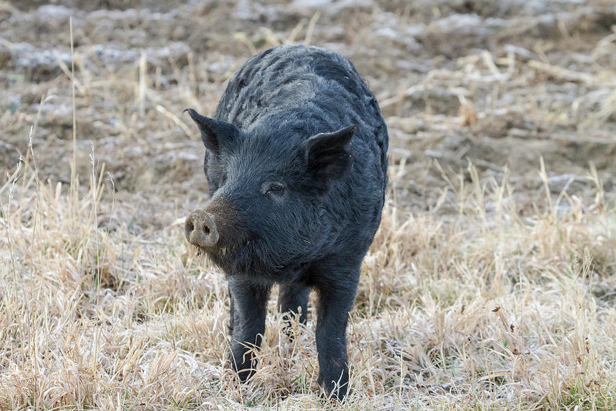 Cute Black Pig Photograph by James BO Insogna