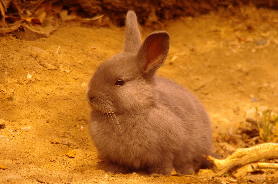 Wildlife Photograph - Cute Bunny by Jeff Swan