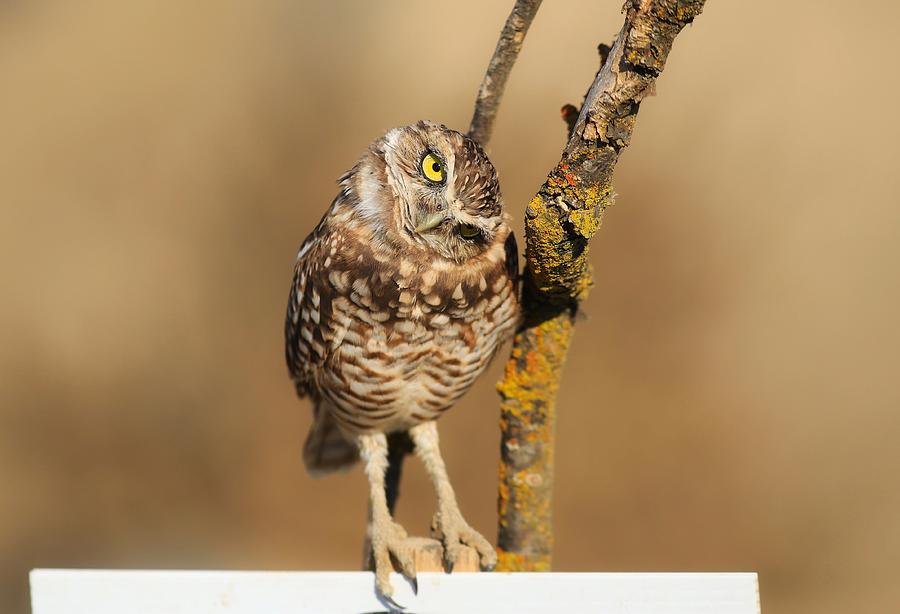 Cute burrowing owl Photograph by Lynn Hopwood