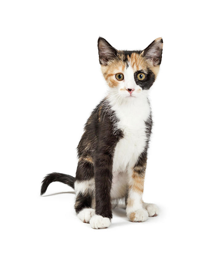 Cat Photograph - Cute Calico Kitten Sitting Looking Forward Isolated by Good Focused