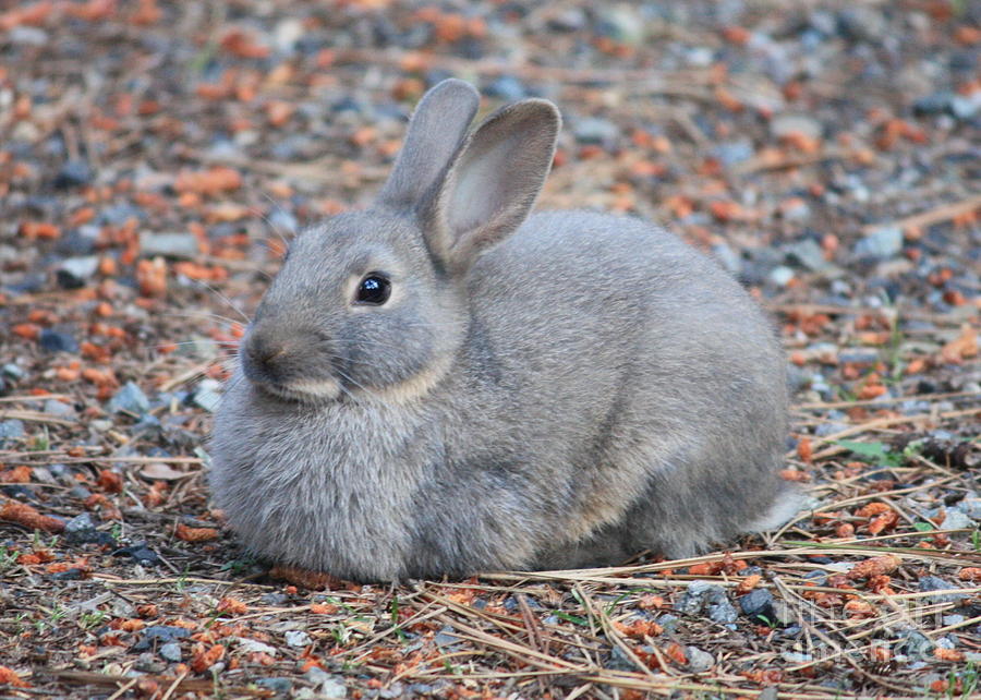 Cute Campground Rabbit Photograph by Carol Groenen