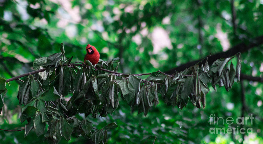 Cute Cardinal Camping Out In A Tree Photograph