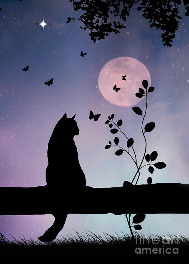 Cute Cat and Butterflies in Full Moon Photograph by Stephanie Laird