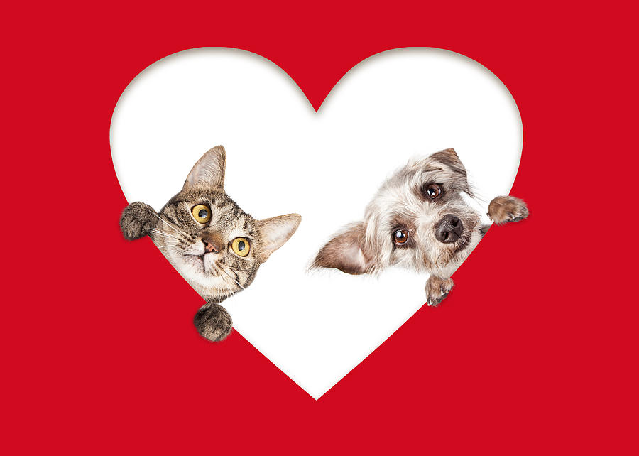 Cute Cat and Dog Peeking Out Of Cutout Heart Photograph by Good Focused