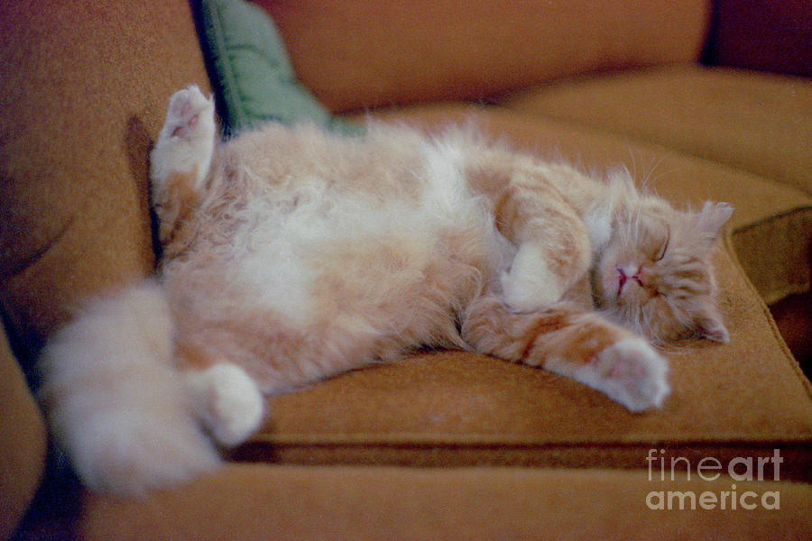 cute cat pictures - Yet Another Rough Day Photograph by Sharon Hudson