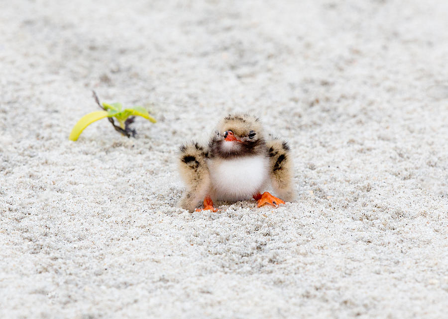Cute Chick at Beach Photograph by Jack Nevitt