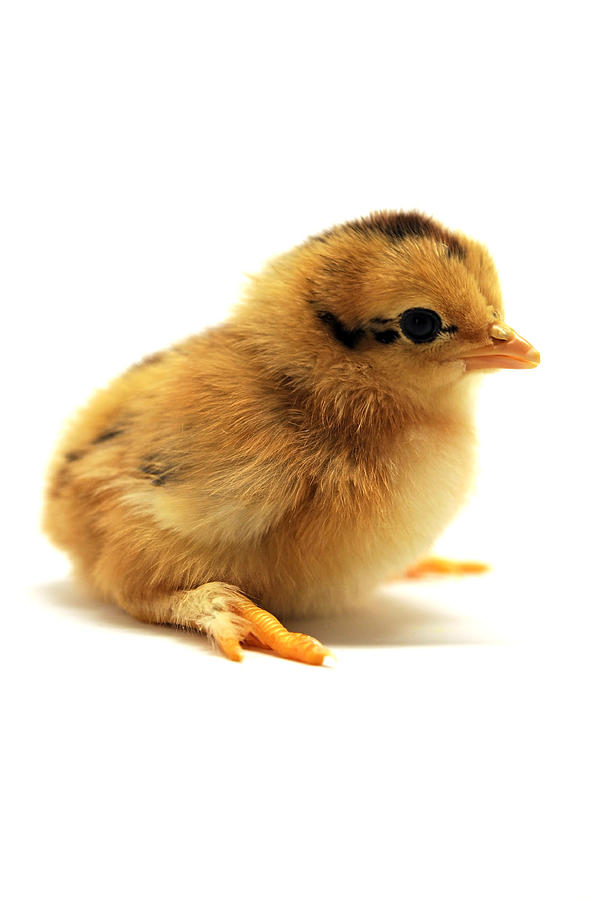 Cute Chick Photograph by Laura Mountainspring