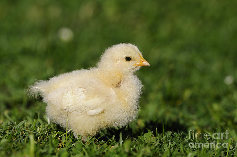 Buff Brahma Chicken by Jean-Michel Labat