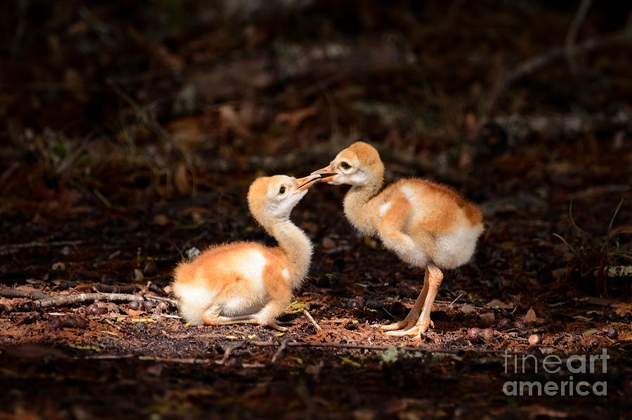 Bird Photograph - Cute chicks by Zina Stromberg