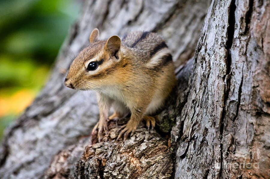 Cute Chipmunk Photograph by Dawna Moore Photography