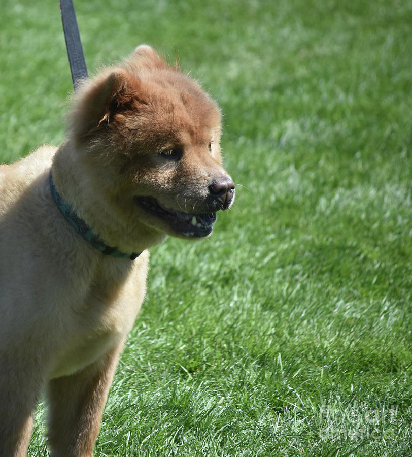 Cute Chow Puppy on a Leash in a Field Photograph by DejaVu Designs