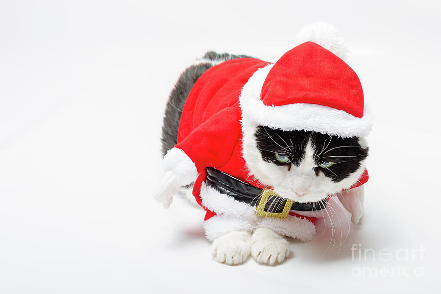 cute Christmas Cat Photograph by Benny Marty