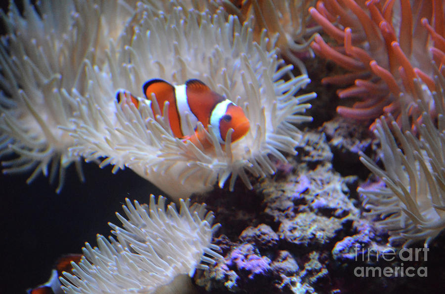 Cute Clownfish with Orange and White Stripes Photograph by DejaVu Designs
